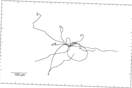 Figure 3.2  Drift-corrected  cell paths.