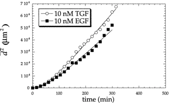 Figure 3.8  Comparison  of average  squared  displacement of cells to which 10 nM TGF-oc  or EGF has been added.