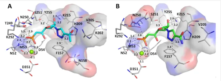 Figure 6: Comparison of the docking poses obtained for two active derivatives in the substrate binding site of cN-II
