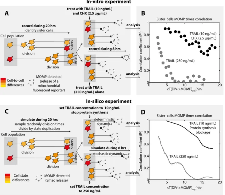 Figure 4. Transient cell fate inheritance in TRAIL-induced apoptosis. (A–B) Experiments measuring correlation of MOMP times between sister cells performed in [13]