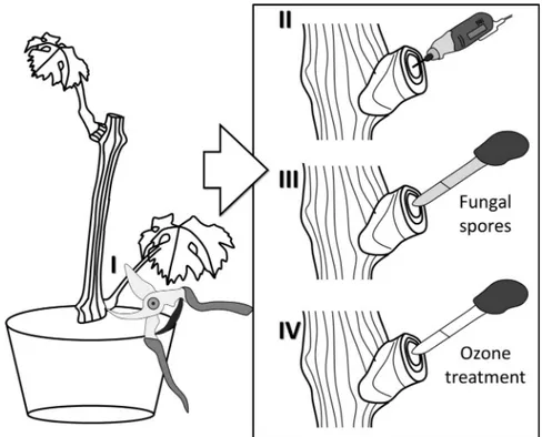 Fig. 1. Pruning-wound model used to study esca disease in laboratory conditions. (I) Pruning lower branch of a grapevine cutting