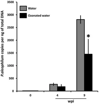 Fig. 3. DNA quantiﬁcation of Phaeoacremonium aleophilum 4 weeks (N= 6 samples of three pooled plants) and 9 weeks (N = 6 samples of three pooled plants) after treatment