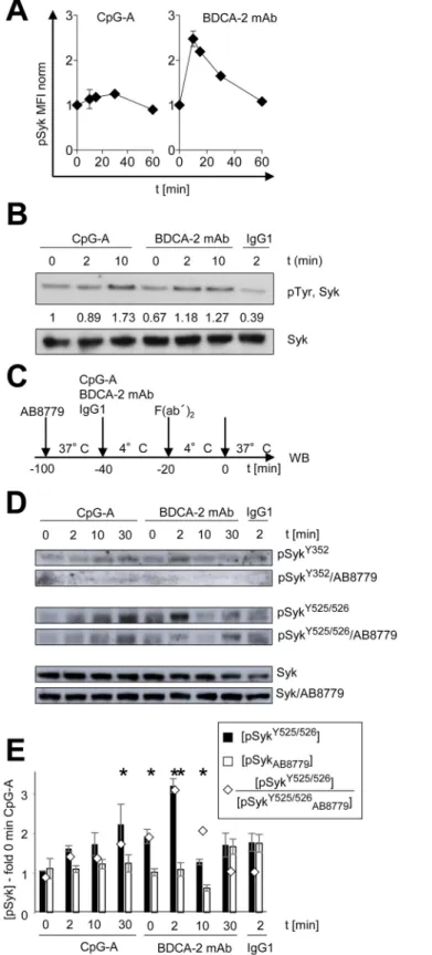 Fig 1. Phosphorylation of Syk in pDCs stimulated by CpG-A or crosslinked with BDCA-2 mAb