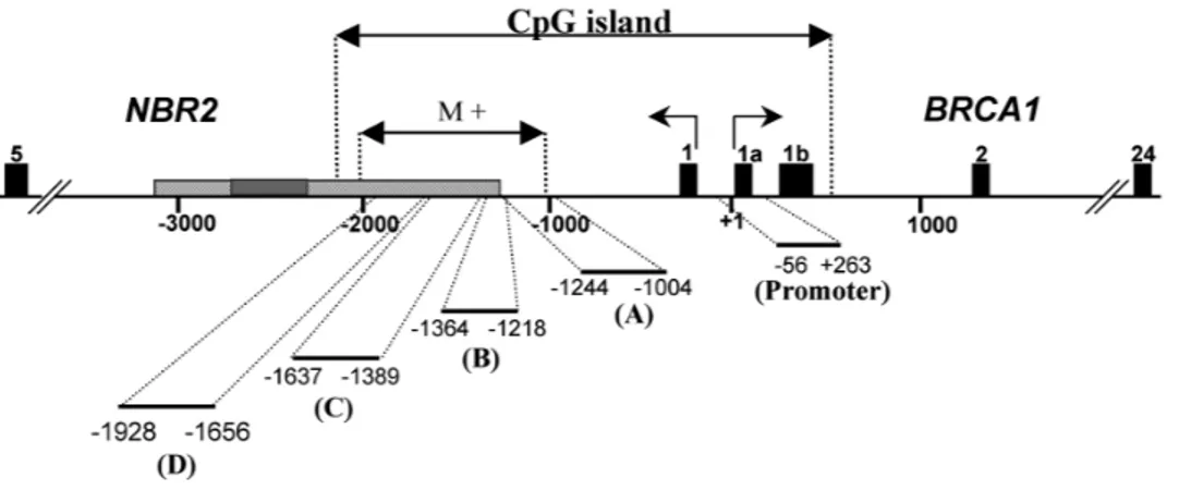 Figure 1. The BRCA1-NBR2 locus. The BRCA1 gene is located head to head with the NBR2 gene and the two genes are separated by a bidirectionnal promoter (25).