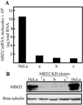 Figure 3. MBD2 mRNA and protein quantification in HeLa cells expressing stable siRNA (MBD2 knockdown cells)