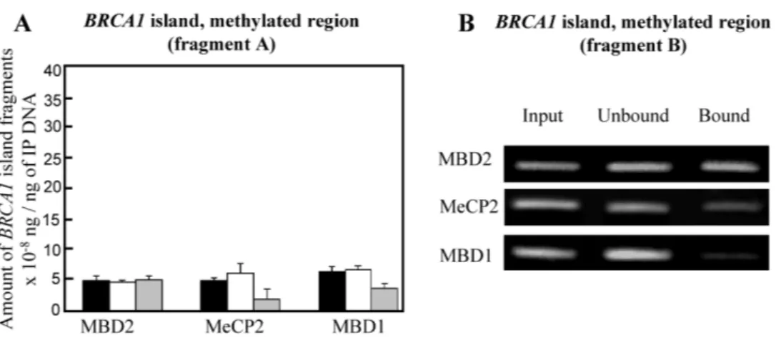 Figure 4. MeCP2 and MBD1 do not compensate for MBD2 depletion at the BRCA1-NBR2 CpG island in MBD2 knockdown HeLa cells