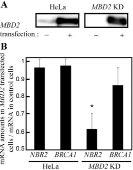 Figure 6. MBD2 transfection experiments in HeLa and MBD2 knockdown cells. (A) Immunoblot analysis of MBD2 proteins in HeLa and MBD2 KD cells transfected with an MBD2 vector expressing a transcript resistant to RNAi (pRev-MBD2 vector)