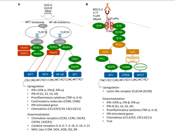 FiGURe 1 | Activatory signaling pathways control TLR7/9 signaling in plasmacytoid DCs (pDCs) (simplified view)