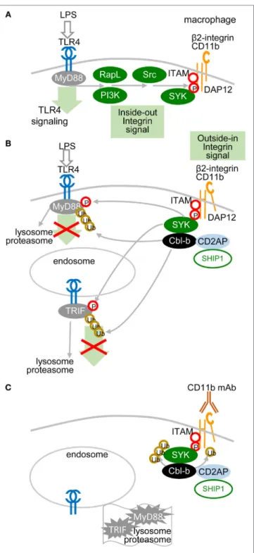 FiGURe 3 | Low-avidity signaling of β2-integrin regulates toll-like  receptors (TLR) signaling in macrophages