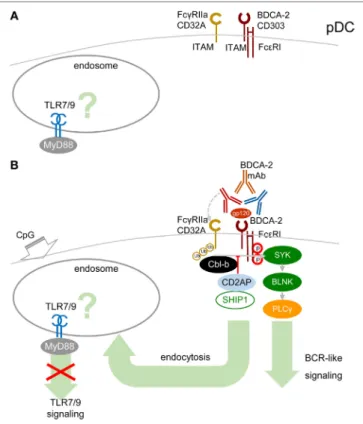 FiGURe 4 | High-avidity engagement of the immunoreceptor  tyrosine-based activation motif (iTAM)-associated receptors in  plasmacytoid DCs (pDCs) inhibits TLR7/9 signaling