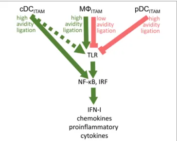 TABLe 1 | Cross talk between immunoreceptor tyrosine-based activation motif (iTAM)-signaling and toll-like receptors (TLR) pathways in macrophages  and plasmacytoid DCs (pDCs)