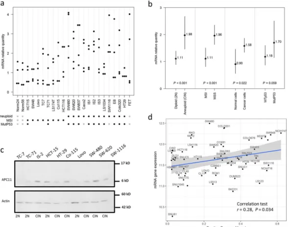 Figure 2.  APC11 expression in CRC cell lines and statistical correlations with clinical and biological features