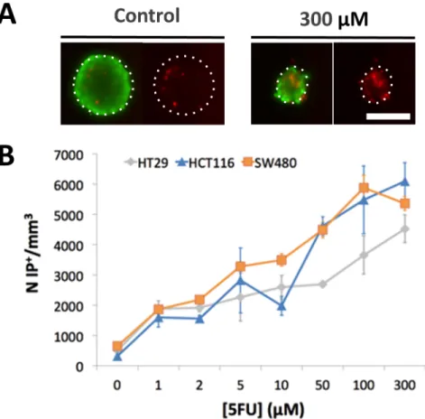 Fig 5. Number of dead cells within the cohesive core of MCTS under drug treatment after transfer to new wells