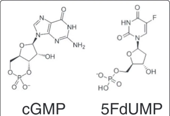 Figure 10 Structures of cGMP and 5FdUMP.