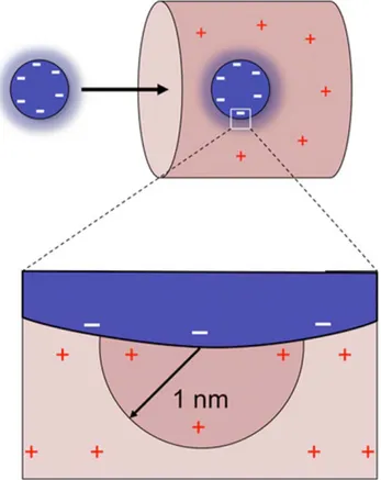 Figure 3. Strategy to estimate the electrostatic interactions between transport receptors and selective barrier  compo-nents