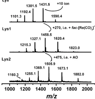 Fig. 3 (A) Calculated overall structure of a QM/MM model of Lys2. (B) Detailed view of the Re binding site