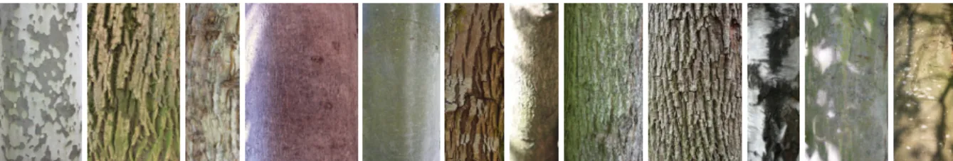 Figure 1: Examples of bark images from Bark-101 dataset.
