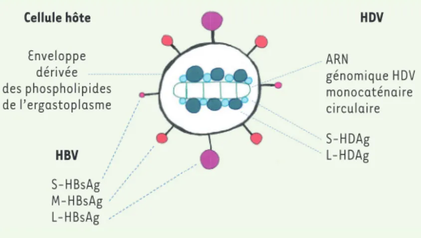 Figure 1. La particule virale HDV infectieuse est une particule chimérique entre  des composants externes fournis par le virus de l’hépatite B auxiliaire et des  composants internes propres