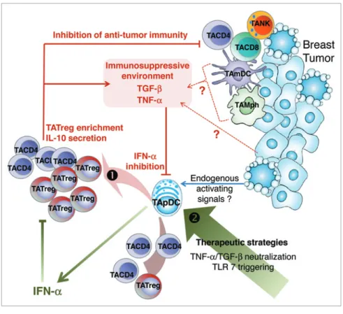 Figure 1. schematic view of immune escape mechanisms involving IFNα-deficient tApDCs,   IL-10-secreting CD4 +  t cells, and tAtregs in breast tumors
