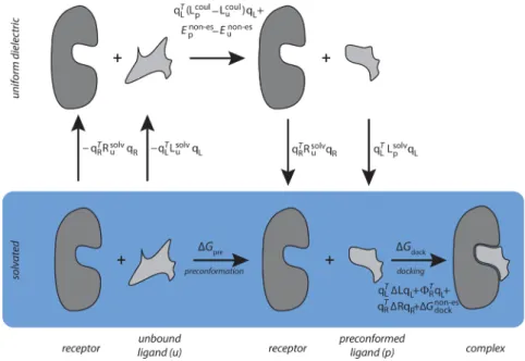 Figure 1. The process of induced- ﬁ t binding of a ligand to its receptor. Binding is decomposed into the two steps of preconformation and docking.