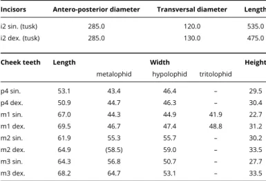 Table 3. Dimensions [mm] of the teeth of the mandible of Prodeinotherium bavaricum (NMBE-5031977) from Montchaibeux (Jura, Switzerland, MN5-6).