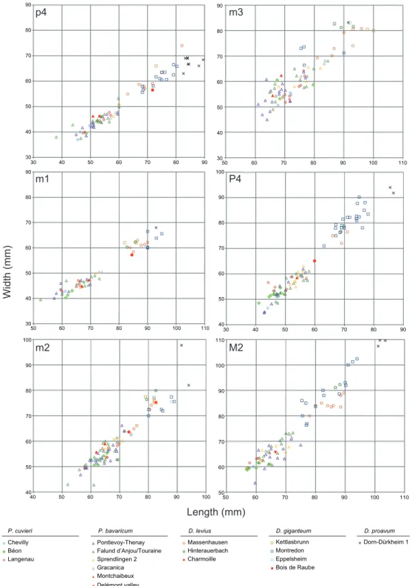 Figure 6. Squatter diagram of the teeth sizes (in mm) for p4, m1, m2, m3, P4 and M2 compared to deinotheres of other well-dated European locali- locali-ties