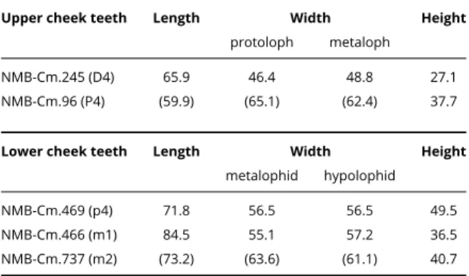 Table 4. Dimensions [mm] of the teeth of Deinotherium levius from Charmoille (Jura, Switzerland, MN9).