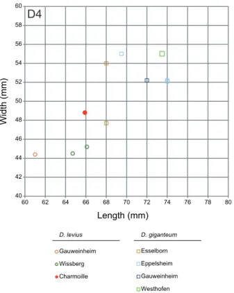 Figure 8. Squatter diagram of the teeth sizes (in mm) for D4 compared to deinotheres of other well-dated European localities