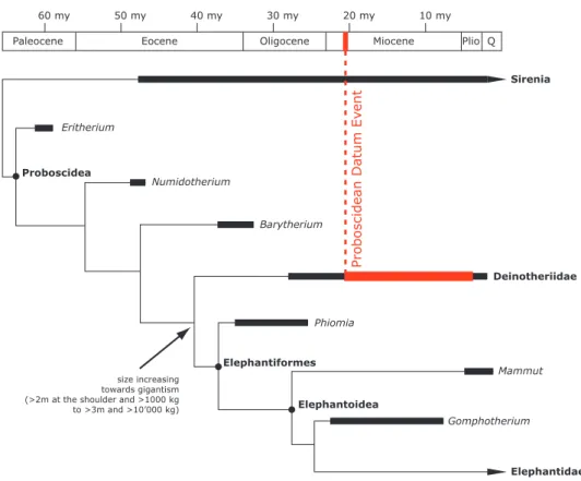 Figure 1. Simplified, stratigraphically calibrated, phylogeny of Proboscideans (modified from Hutchinson et al., 2011).