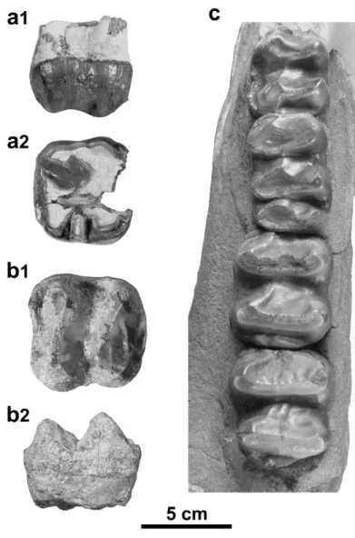 Figure 4. Prodeinotherium bavaricum from the Delémont valley (Jura, Switzerland). a, P4 dex