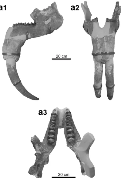 Figure 5. Prodeinotherium bavaricum from Montchaibeux (Jura, Switzerland). a, Mandible (NMBE-5031977) in lateral view (a1), in anterior view (a2) and in dorsal view (a3)