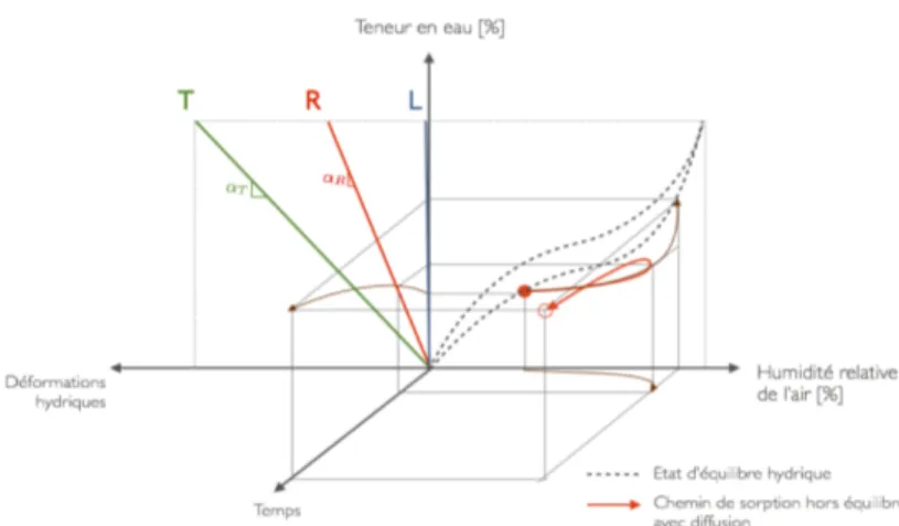 Fig. 1 : Illustration schématique d'un chemin d'adsorption dans une isotherme de sorption  incluant la diffusion au cours du temps et les variations dimensionelles relative à la teneur en 