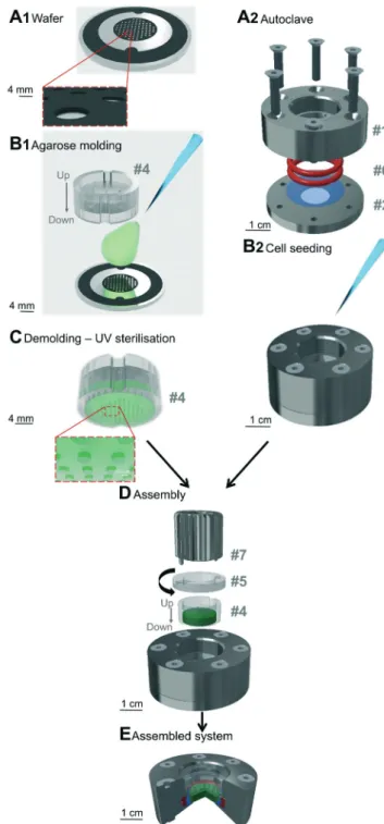 Fig. 1 Preparation and assembly of the soft cell confiner. The steps (A1 and B1 and A2 and B2) of the microsystem preparation can be performed in parallel