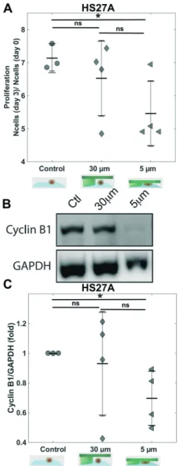 Fig. 3 Proliferation of HS27A cells. (A) Bar graph showing the proliferation ratio of stromal cells HS27A over 3 days for control and for 30 μ m and 5 μ m
