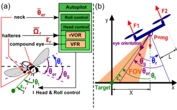 Fig. 3 Similarities between the fly (a) and the hovering robot with a  decou-pled eye (b)