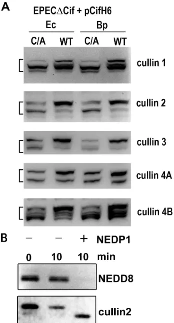 Figure 5. Cif induces the accumulation of NEDD8-conjugated cullins in host cells. (A) HeLa cells were infected 3 h with EPECDcif strain carrying plasmids coding for His-tagged wild-type (WT) or cysteine mutant (C/A) from E