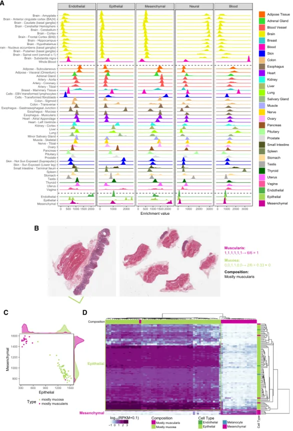 Figure 4. Expression of cell-type-cluster-specific genes in GTEx organs. (A) Enrichment of each major cell type in GTEx tissues, estimated from bulk tissue RNA-seq using the xCell method