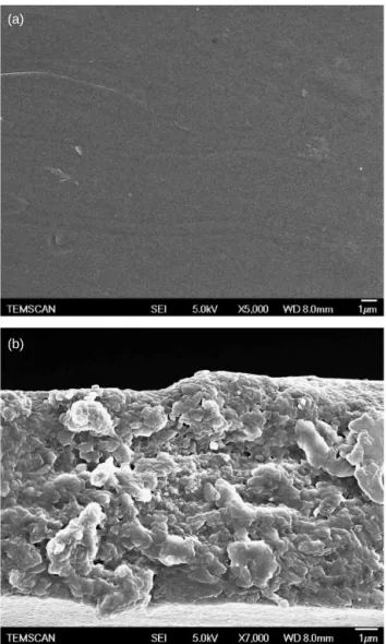 Figure 6. SEM image of the skin (a) and of the cross section (b) of commercial membrane Sterlitech CA UF CQ.