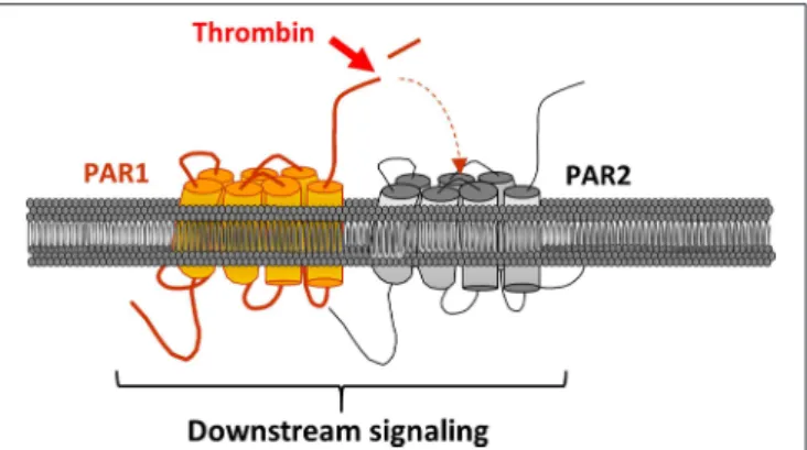 FIGURE 4 | PAR2 transactivation via PAR1. PAR1 is clived and activated by thrombin. In turns, its activating ligand links PAR2 ECL2 leading to the receptor and downstream signaling activation.