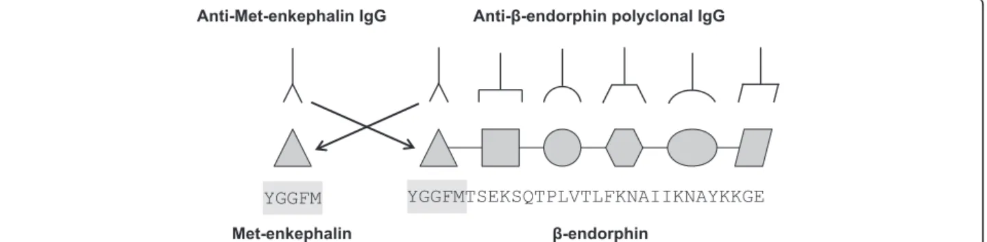 Fig. 1 Schematic representation of the potential cross-reactivity of anti-Met-enkephalin and anti- β -endorphin polyclonal IgG antibodies