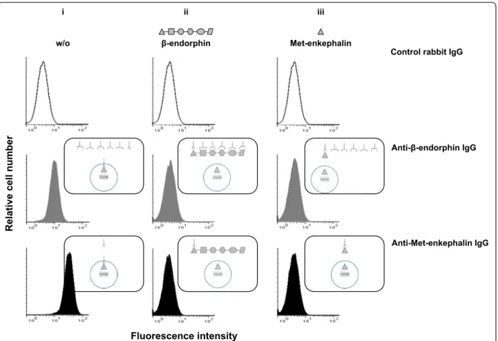 Fig. 3 Anti- β -endorphin polyclonal IgG antibodies recognize enkephalins expressed in activated T lymphocytes as assessed by cytofluorometry.