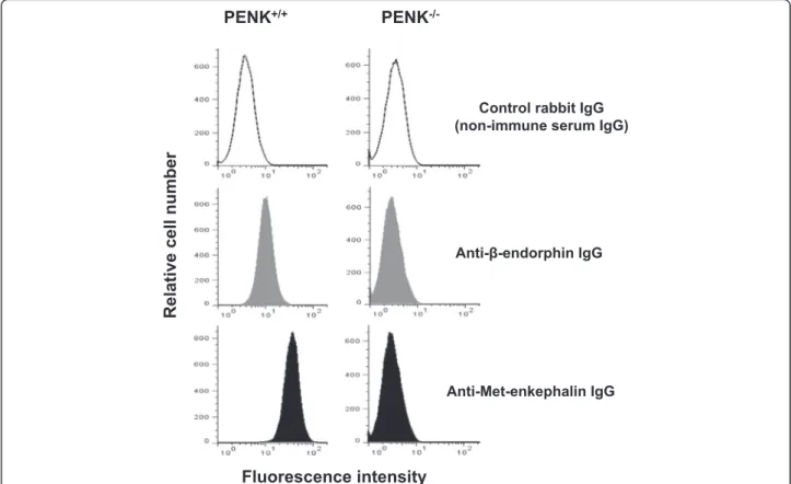 Fig. 5 Anti- β -endorphin polyclonal IgG antibodies do not bind to activated lymphocytes from pre-proenkephalin knockout mice as assessed by cytofluorometry