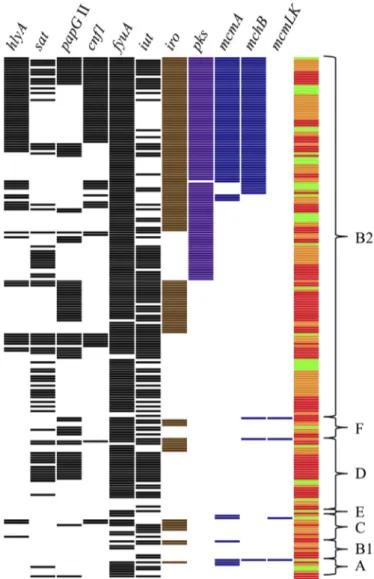 Fig. 1. Schematic representation of the virulence proﬁle of each of the 225 E. coli strains