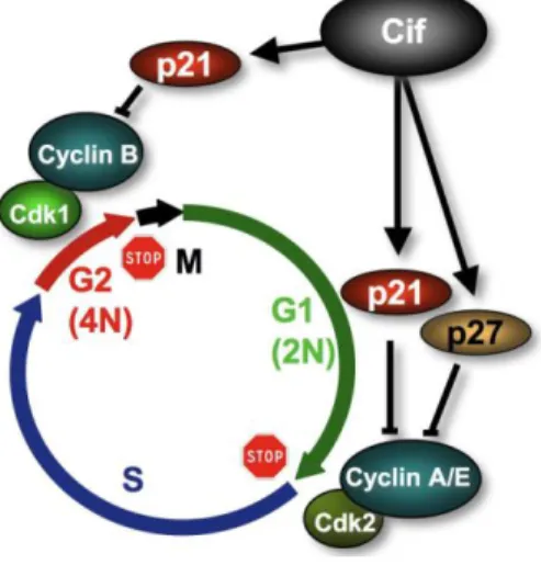 Figure 3. Cif inhibits host cell cycle progression. Cif induces the accumulation of p21 and  p27  that  inhibits  CDK1-CyclinB  and  CDK2-CyclinA/E