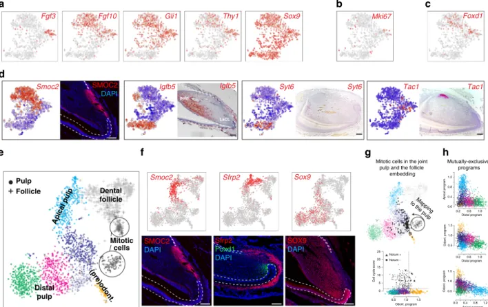 Fig. 6 Portrait of transcriptional heterogeneity in dental mesenchymal populations. a t-SNE representations of selected, previously known marker genes.