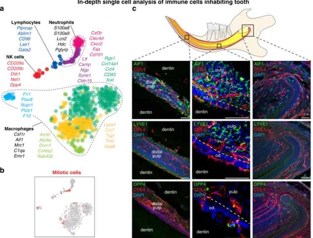 Fig. 10 Heterogeneity of immune cells in mouse incisor. a t-SNE dimensional reduction shows ten identi ﬁ ed populations of immune cells