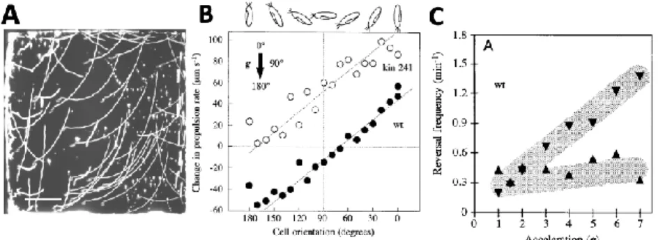 Figure 9. Gravitactic behavior of Paramecium. A, Upwardly curved trajectories of Paramecium in a vertical 