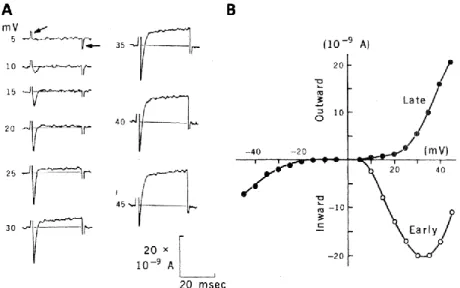 Figure  12.  Action  potential  currents  in  P.  caudatum  (Brehm  and  Eckert,  1978a)