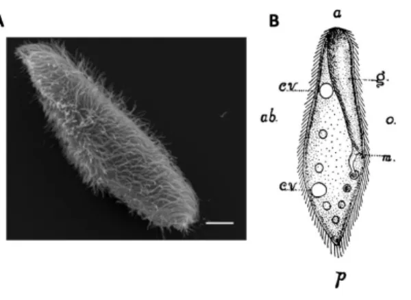 Figure 1. Paramecium morphology. A, Scanning electron microscopy image of Paramecium tetraurelia (scale 