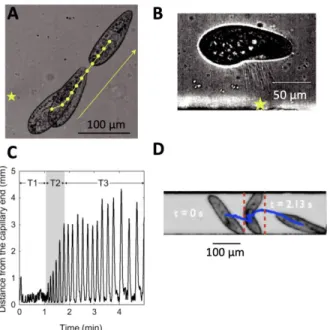 Figure 5. Paramecium navigation. A, Escape reaction triggered by a heat stimulus (laser) near the posterior 